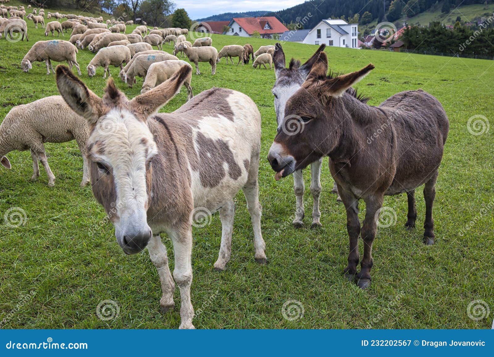 Guard Donkey stock image. Image of working, wanting 232202567