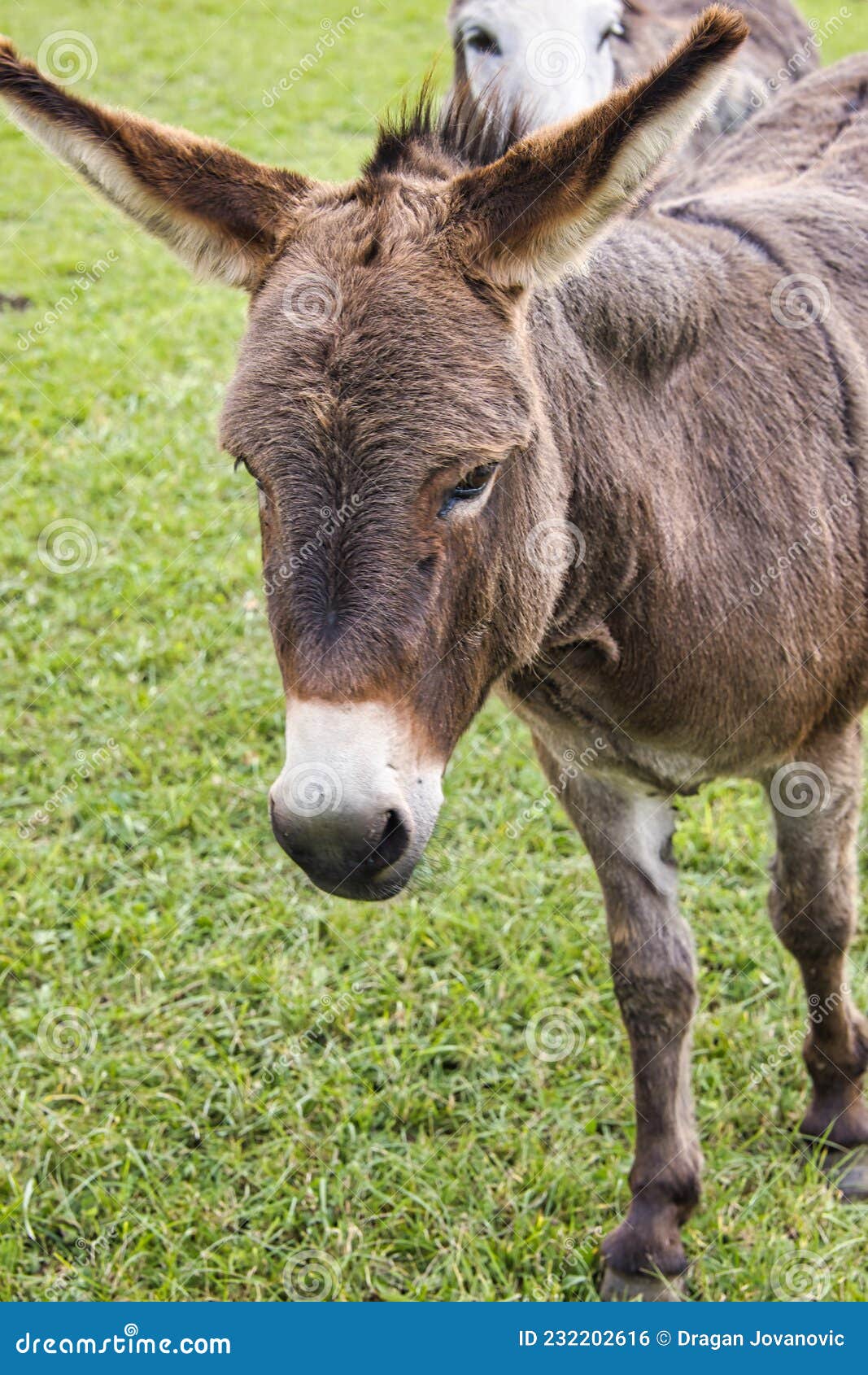 Guard Donkey stock photo. Image of guard, farming, nature 232202616