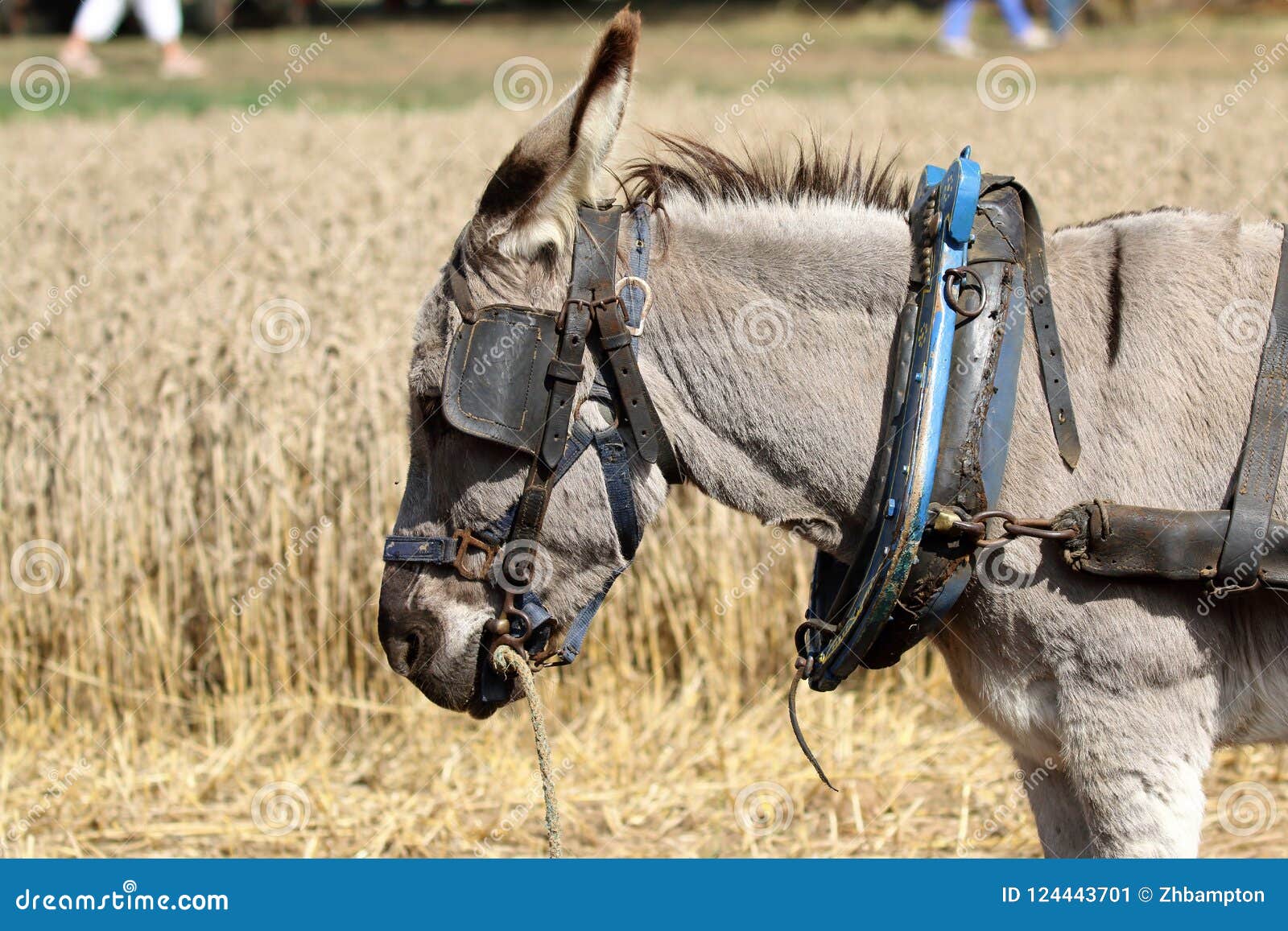 Donkey in harness stock image. Image of little, farm 124443701