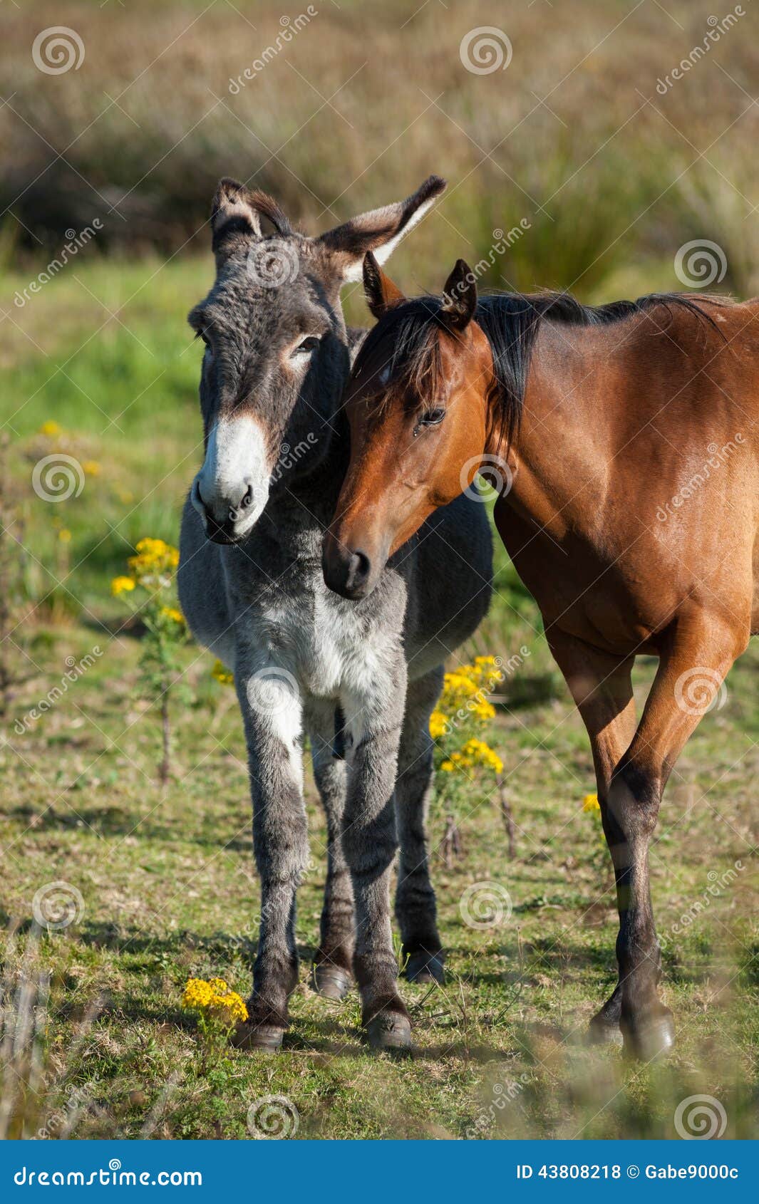 Donkey And Horse In A Field Stock Photo Image Of Friendship