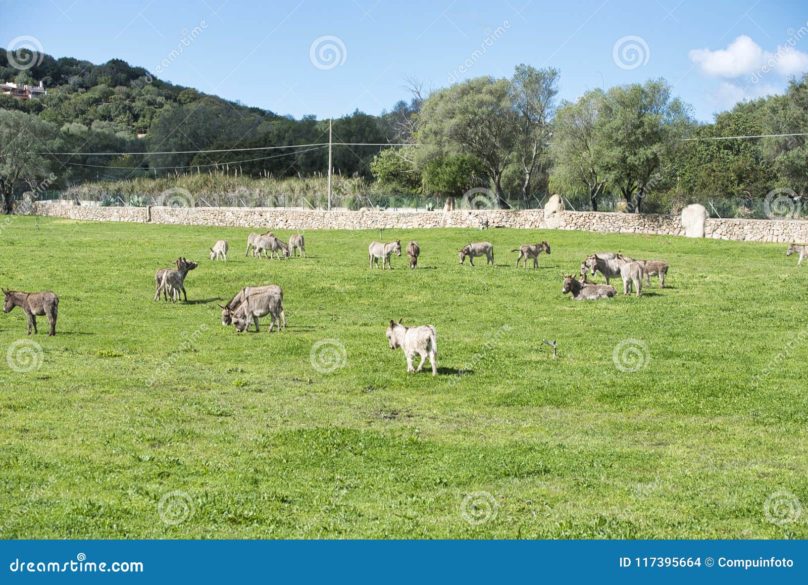 donkey on the italian island of sardinia