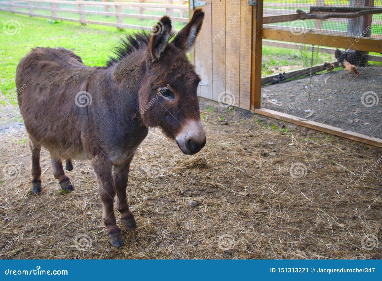 https://thumbs.dreamstime.com/z/donkey-jackass-farm-mammal-mule-domestic-animal-jackass-mule-donkey-country-farming-agriculture-animal-enclosure-rural-151313221.jpg