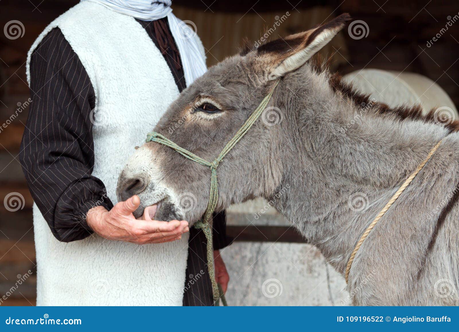 Donkey Licks the Salt on the Hand of the Farmer Stock Photo Image of