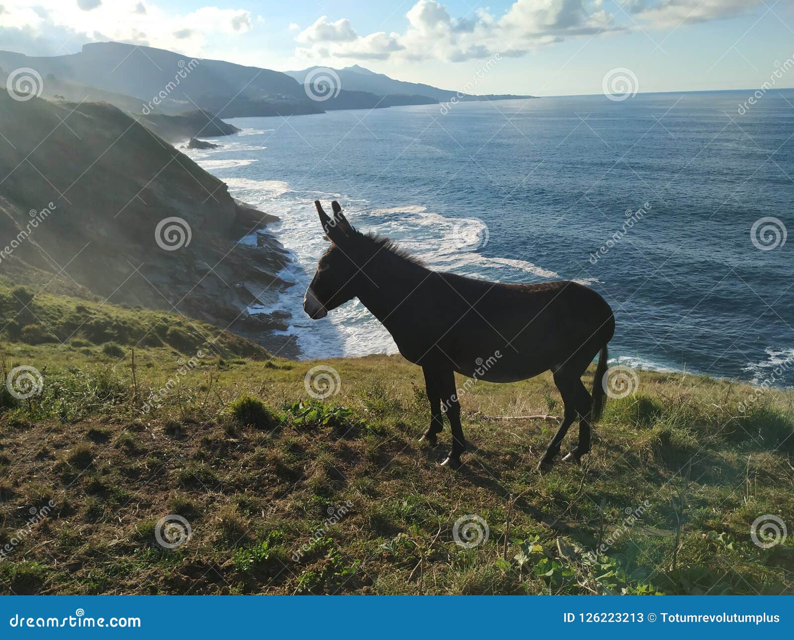 donkey free on the mountain with grass and sea of background