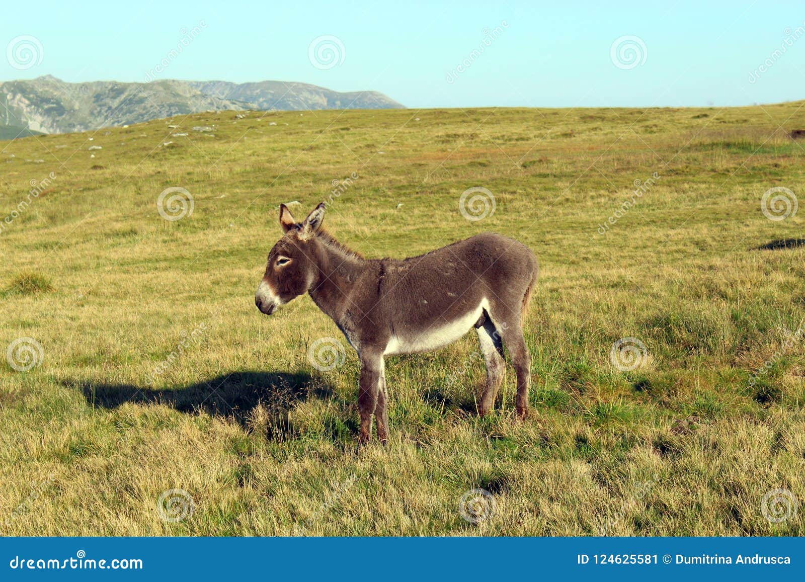 Donkey on the mountain stock image. Image of animal 124625581