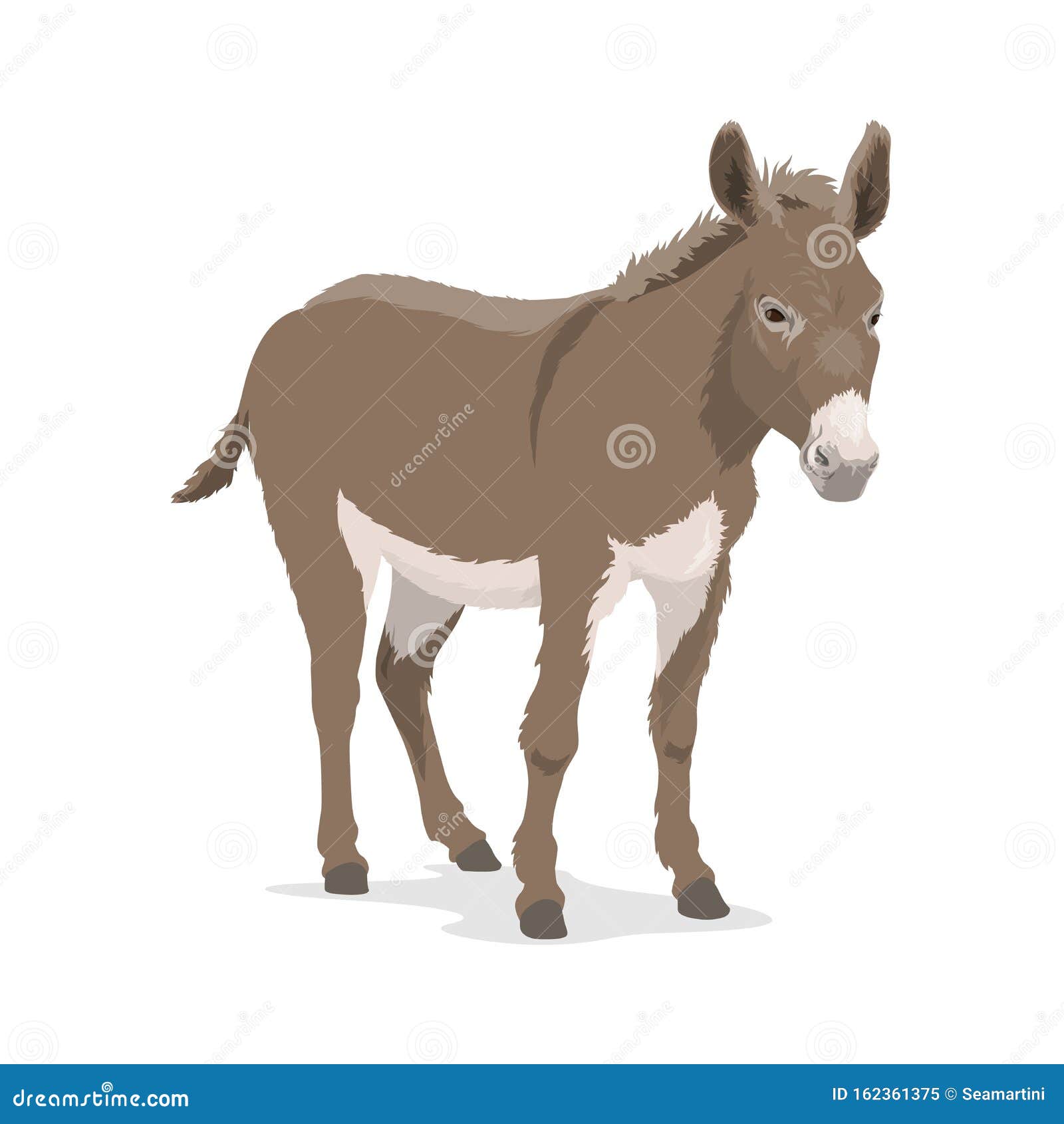 Donkey, Mule or Ass, Farm Animal, Beast of Burden Stock Vector -  Illustration of foal, cattle: 162361375