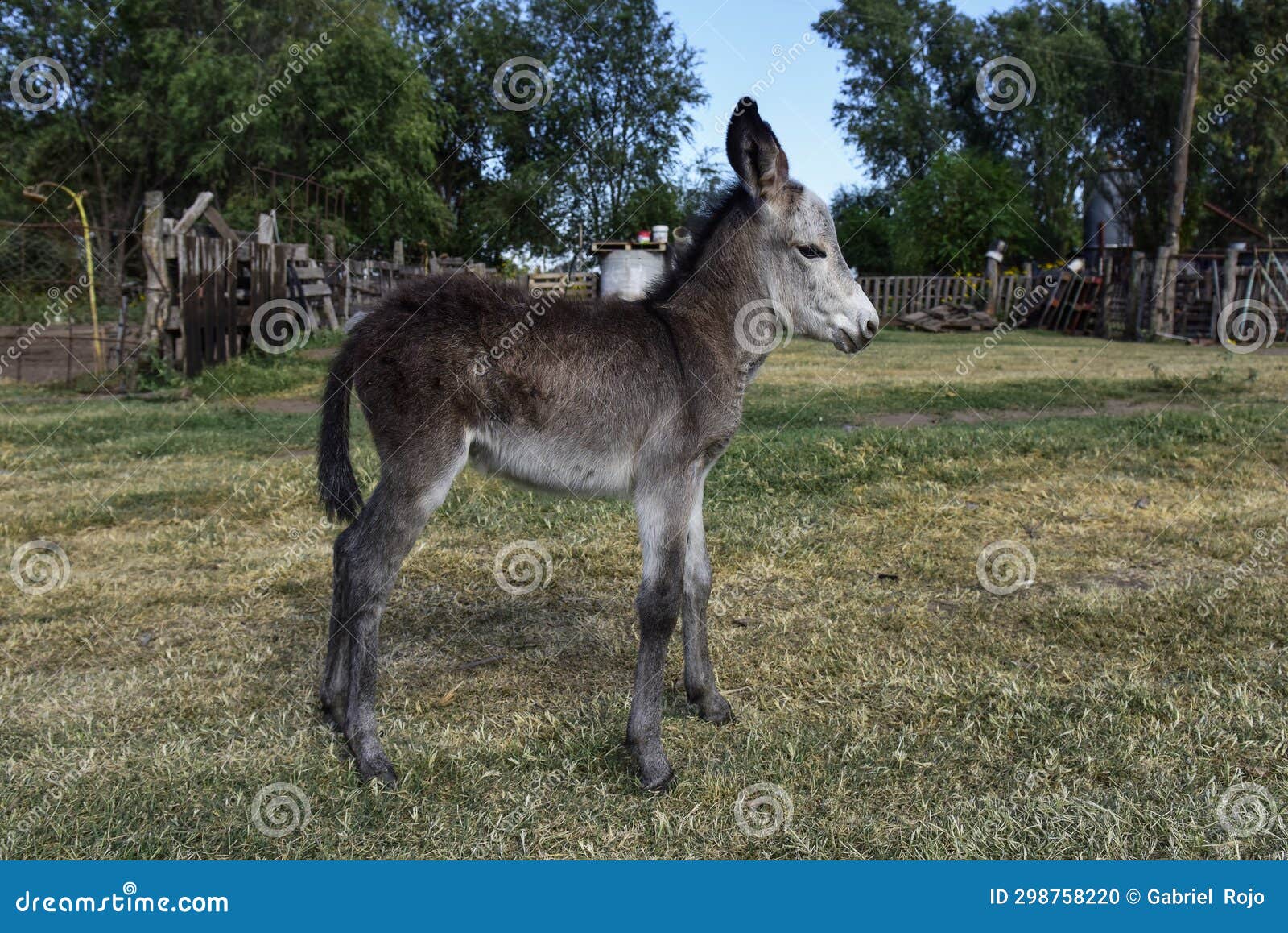 Fundo U S Burros Em Perigo Fundo, Imagem De Burro Em Miniatura