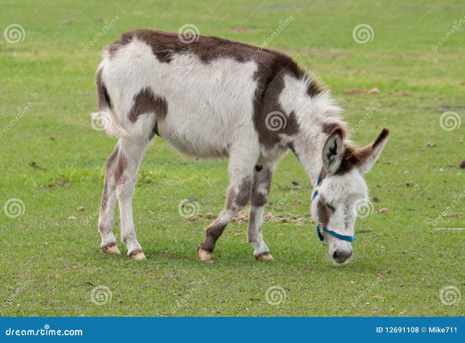 Donkey Paint stock photo. Image of muscle, burros, pasture 12691108