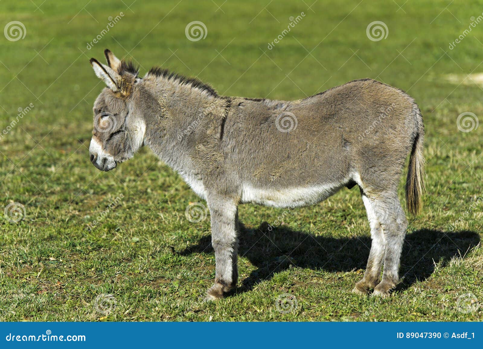 Donkey on a pasture stock photo. Image of grey, donkeys 89047390