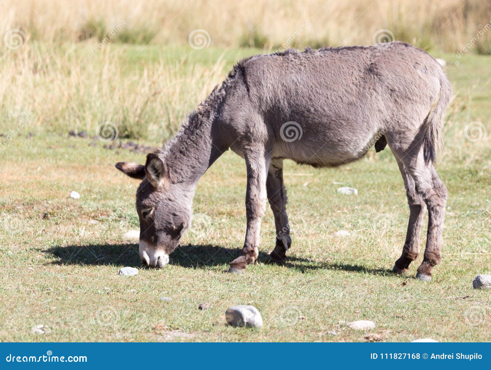 Donkey In A Pasture In The Fall Stock Photo Image Of Beautiful Face