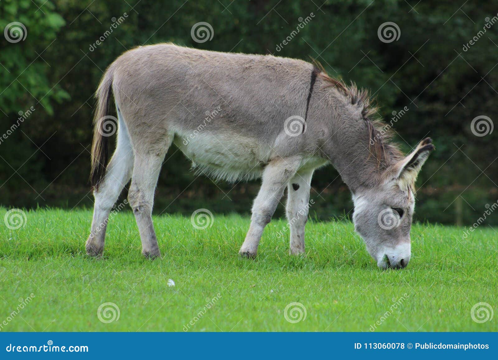 Donkey, Pasture, Grassland, Fauna Picture. Image 113060078