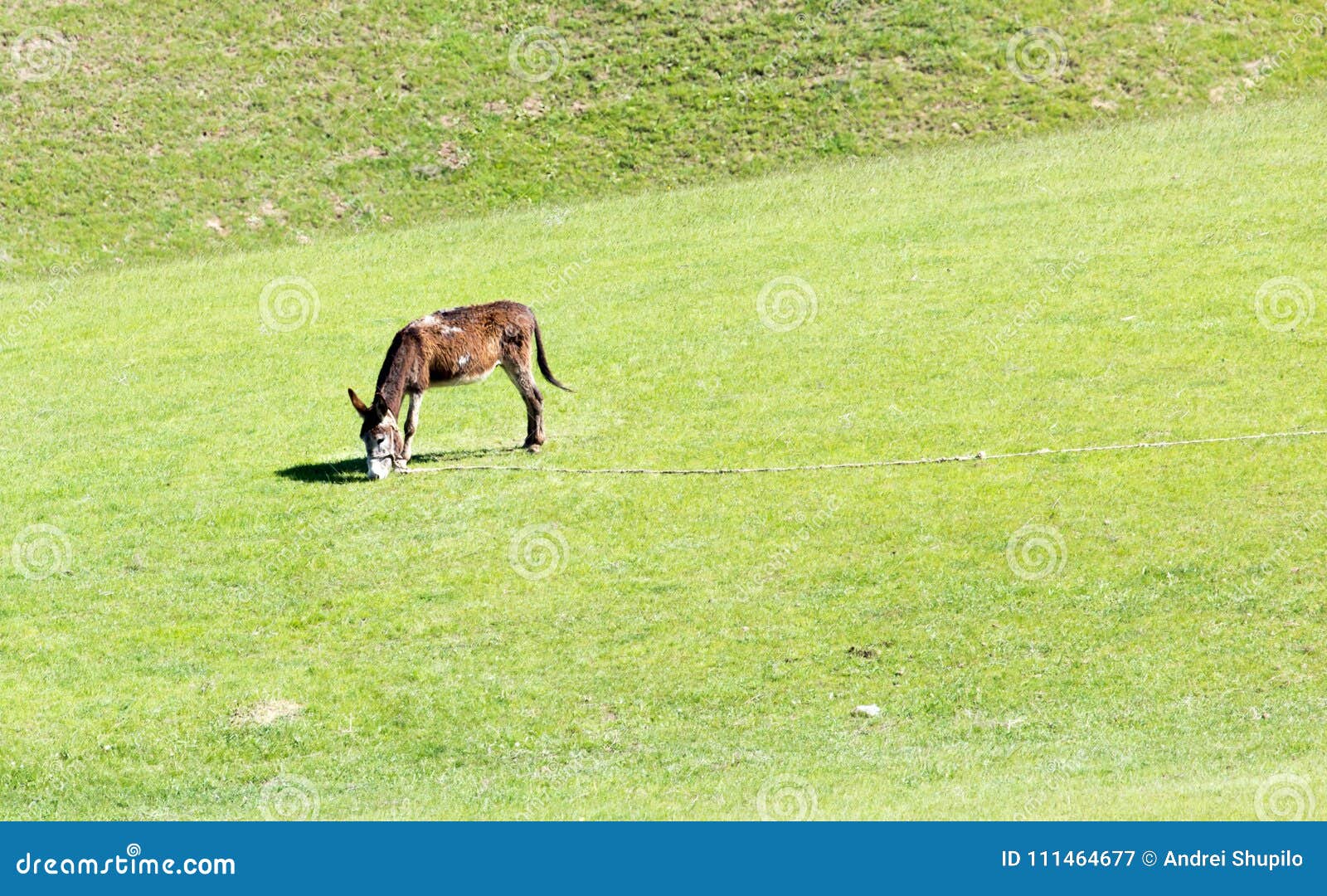 Donkey in a Pasture on the Nature Stock Image Image of livestock