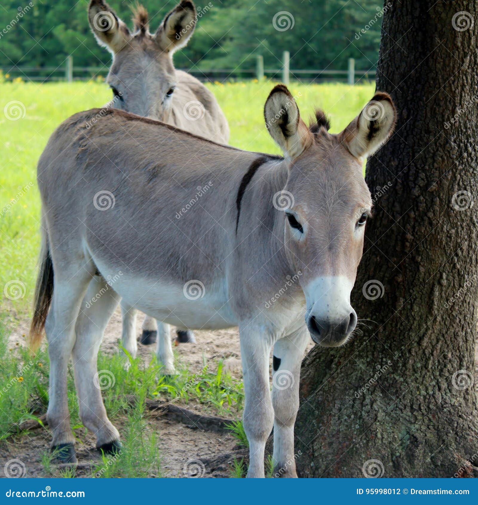 Donkey in pasture stock photo. Image of brown, donkey 95998012