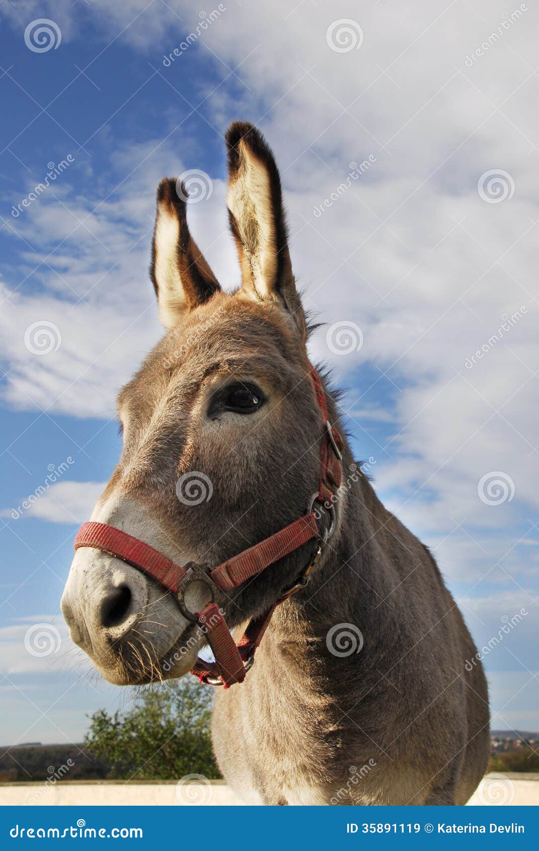Donkey with head up his ass