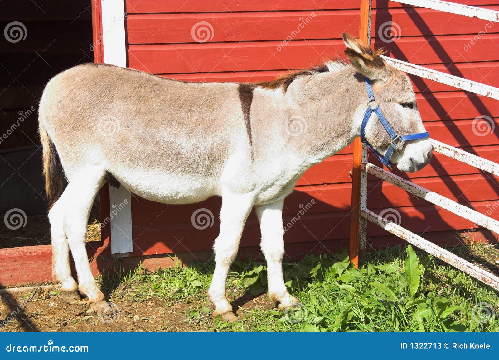 Donkey and Red Barn stock image. Image of farmyard, mule 