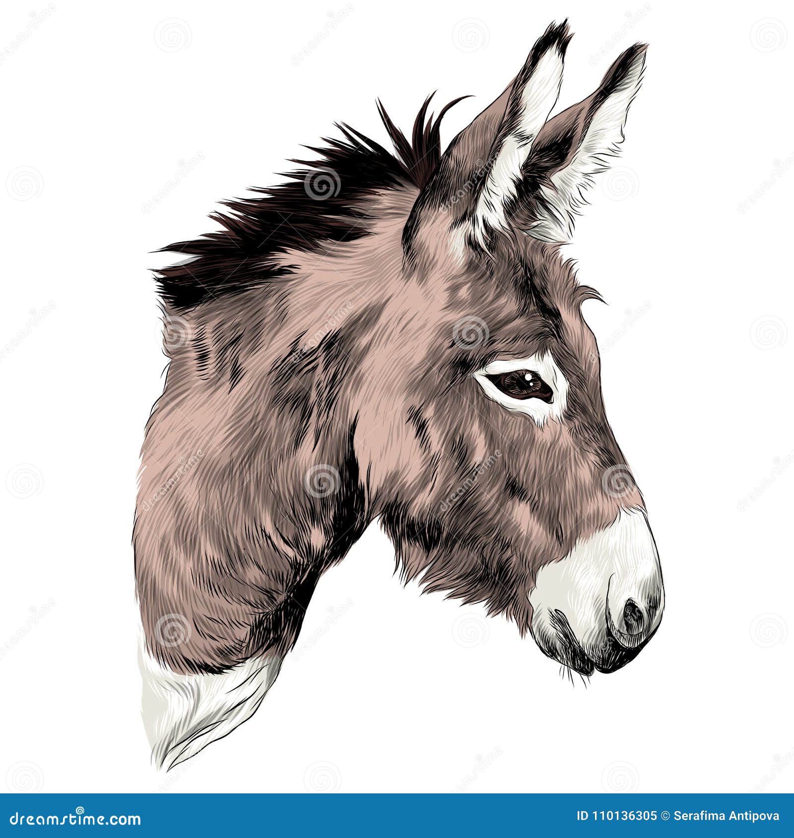 Donkey Sketch Stock Illustrations 518 Donkey Sketch Stock