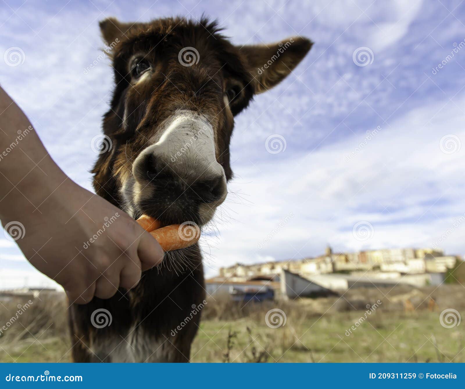 Donkey In Stable Stock Image Image Of Mammals Background 209311259