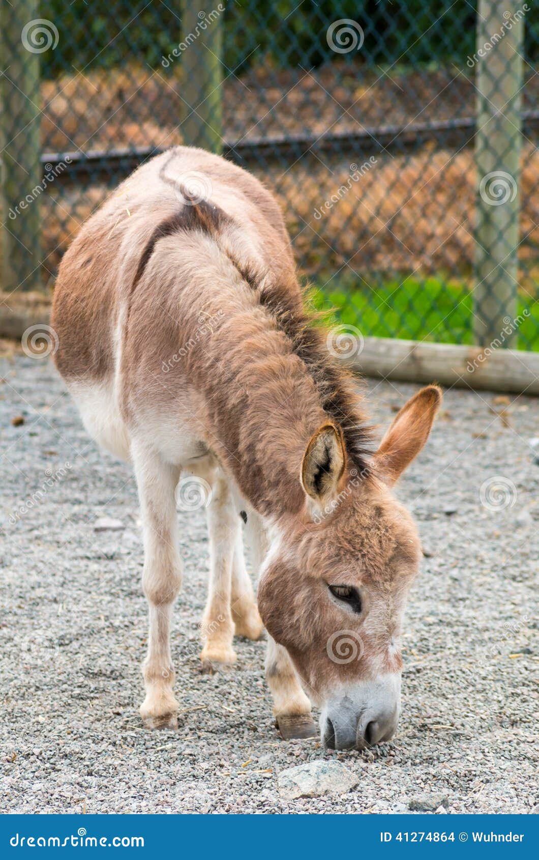 Standard Donkey Stock Images Download 10 Royalty Free Photos