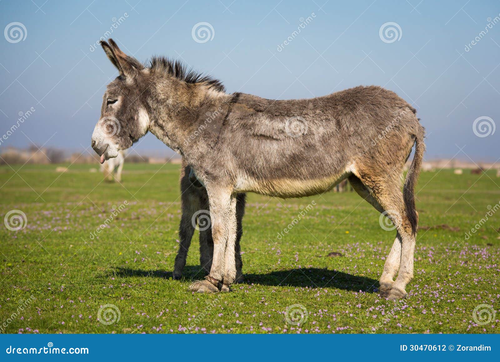 A Donkey Standing in a Pasture. Stock Photo Image of fast, bloodstock