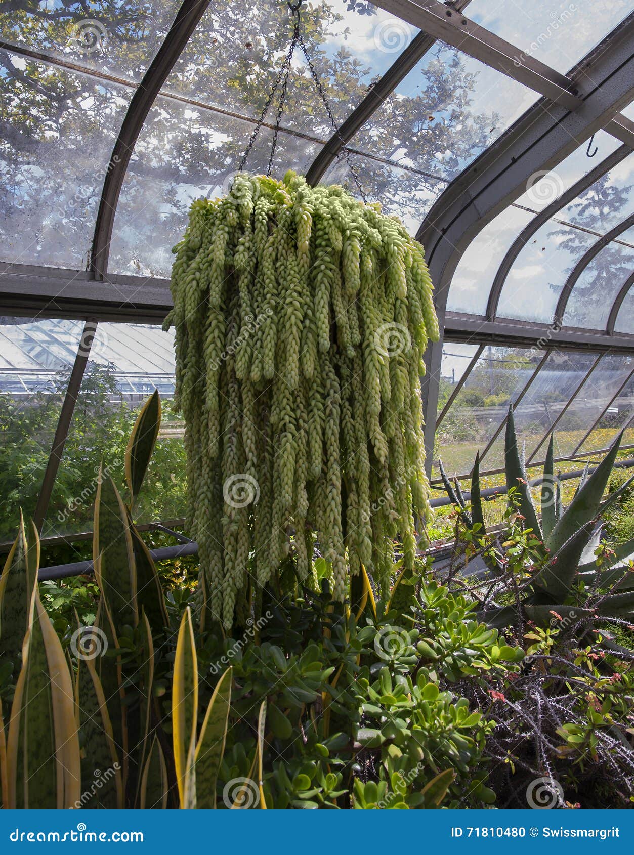 Donkey Tail Hanging Plant in the Greenhouse Stock Photo Image of
