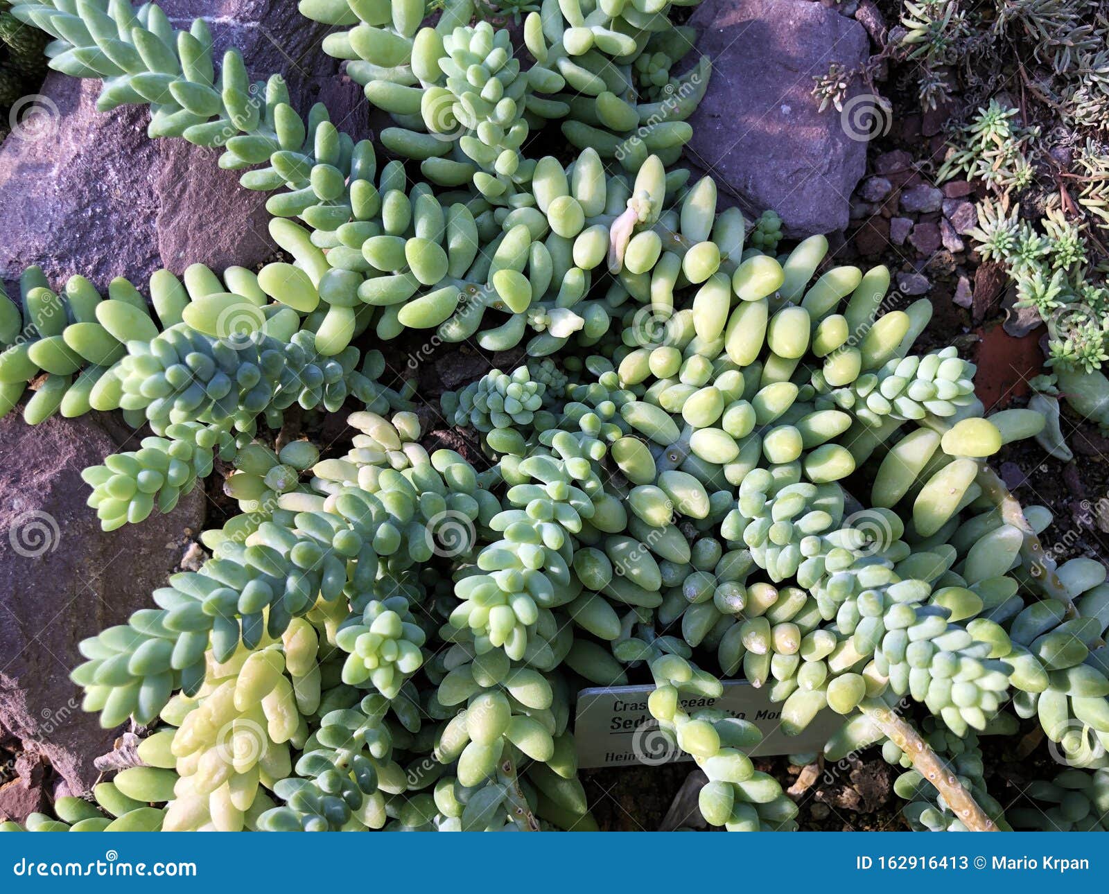 pix Donkey Tail Succulent Baby https www dreamstime com donkey tail sedum burrito moran sedum morganianum burro s tail baby donkey tail affenschaukel walzensedum oder affenschwanz image162916413