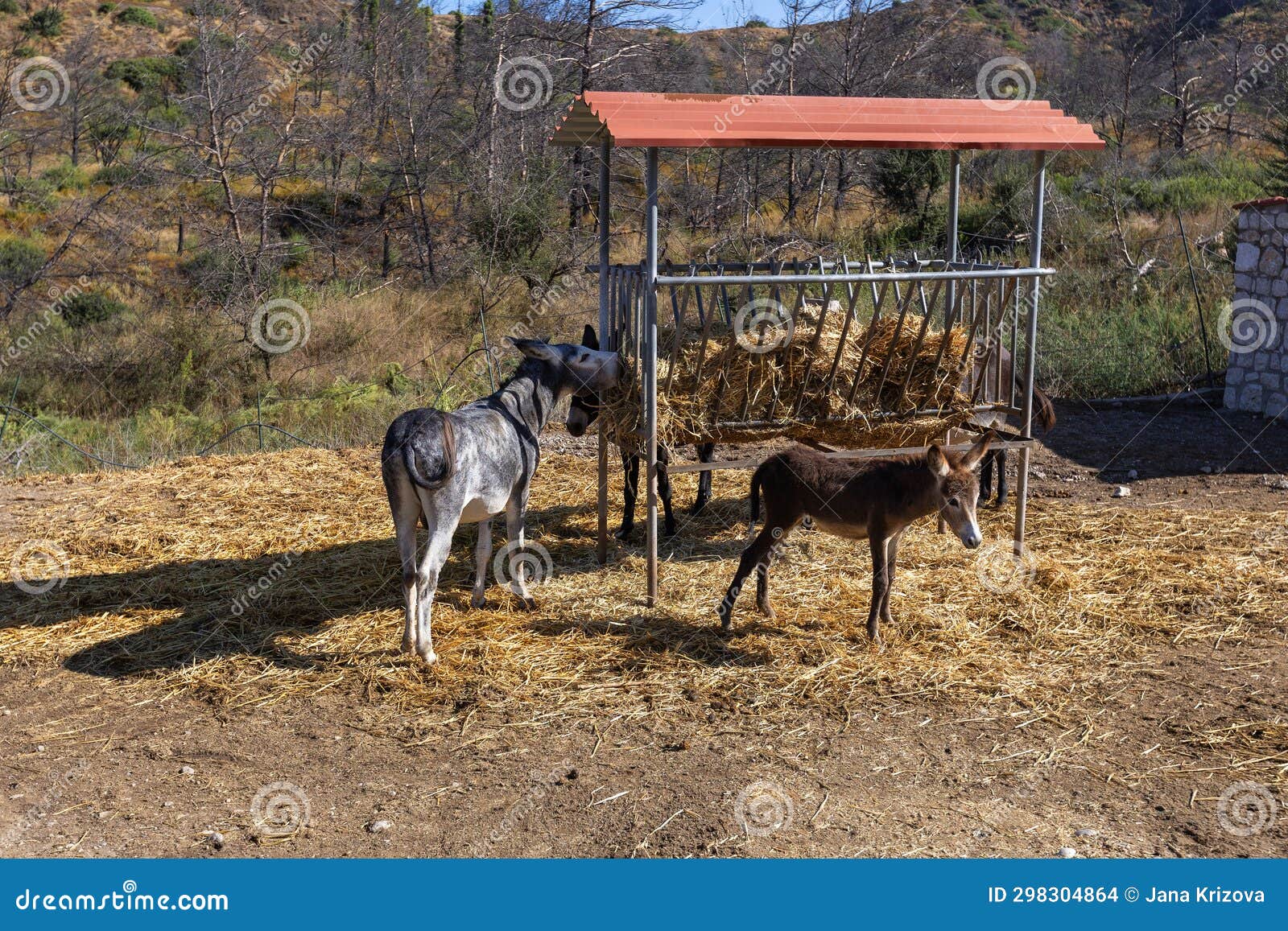 Donkey Three Donkeys Standing at the Feeder and Eating Straw. Charred