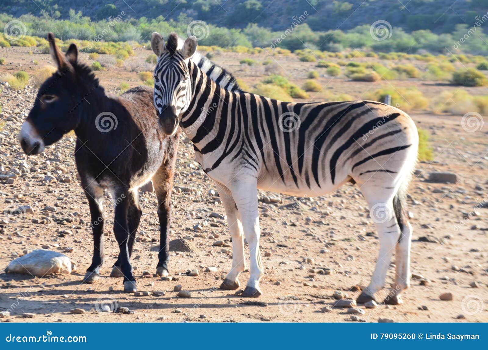 Zebra And Donkey Royalty-Free Stock Image | CartoonDealer.com #8551618