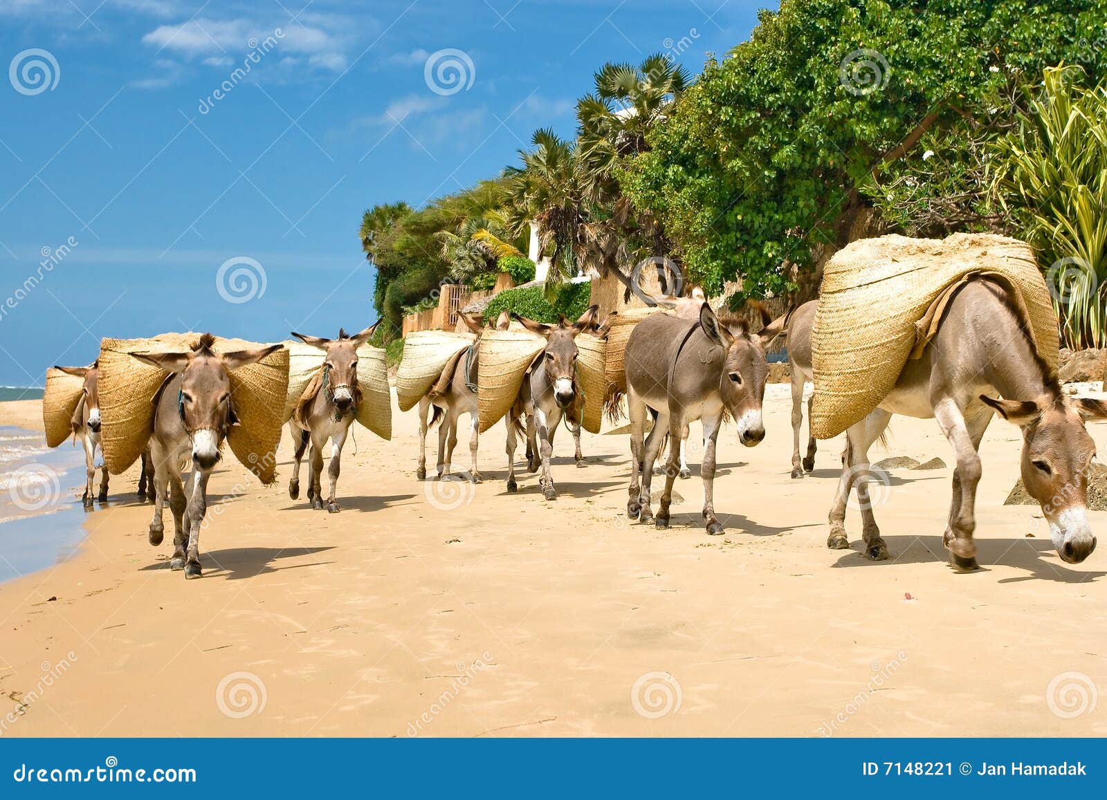 Donkeys stock image. Image of burro, kenya, beast, long 7148221