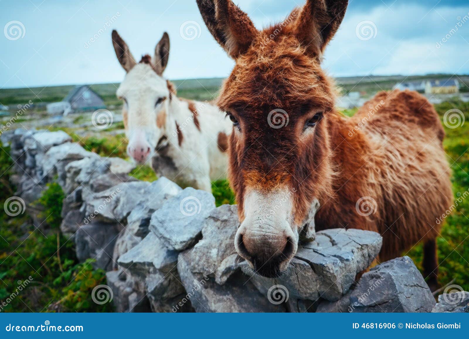 donkeys in aran islands, ireland