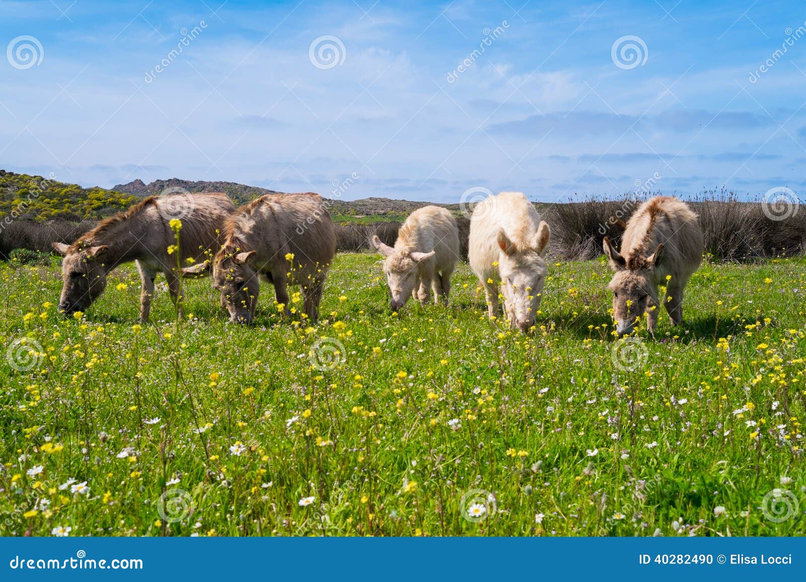 donkeys in asinara island in sardinia, italy