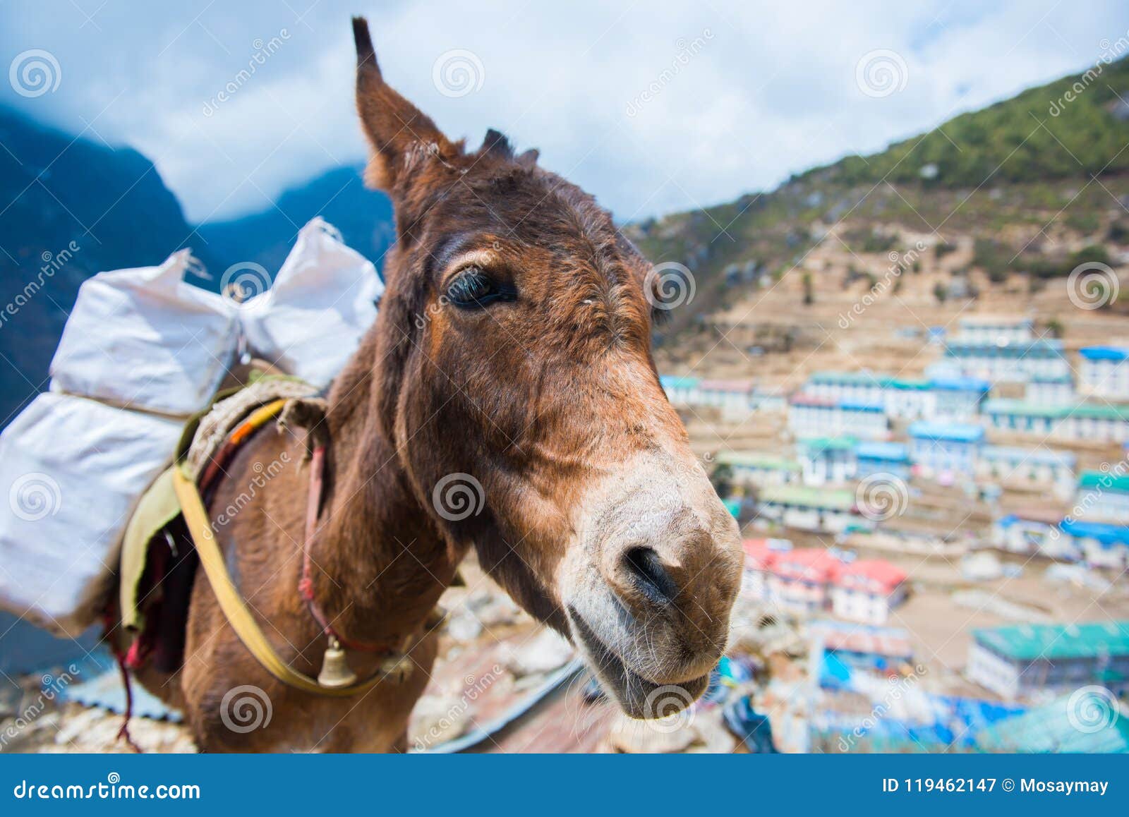 donkeys caary baggage and appliances on the mountain