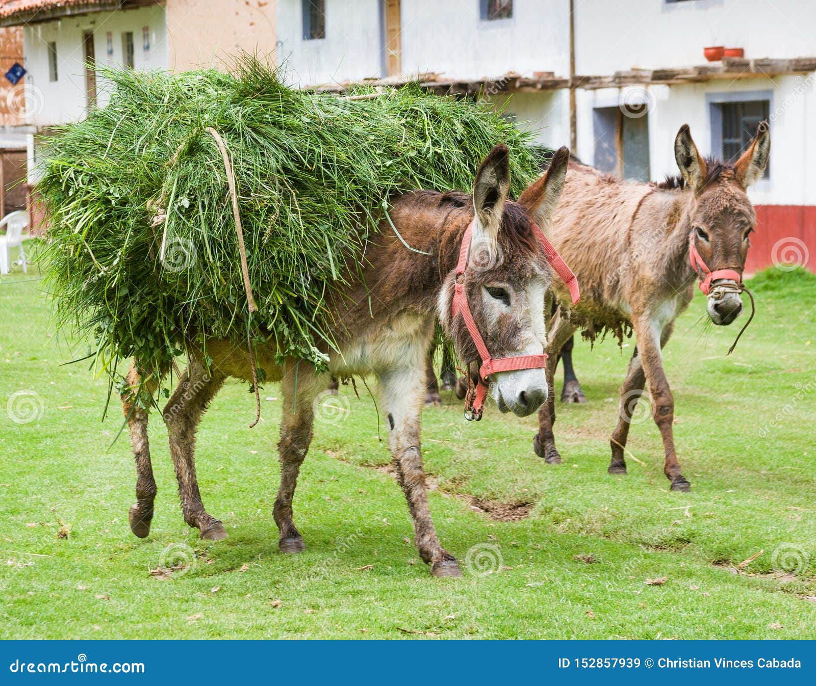 Donkeys Carry Goods Along Extremally Dangerous Paths In Highland Stock legal-aspects-fleetable-blog