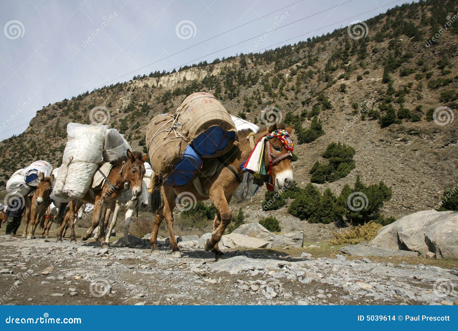 Donkey Carrying Heavy Load Stock Photos - Free & Royalty-Free Stock Photos  from Dreamstime