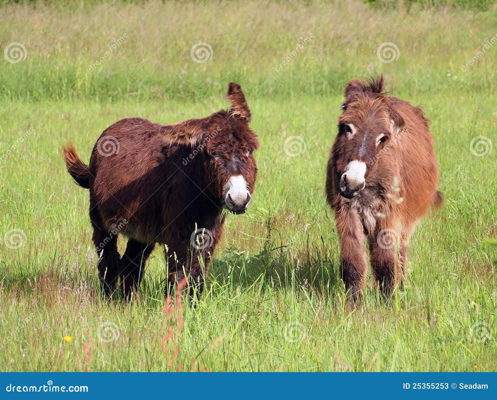 Donkeys eating grass stock image. Image of cute, mulish 25355253