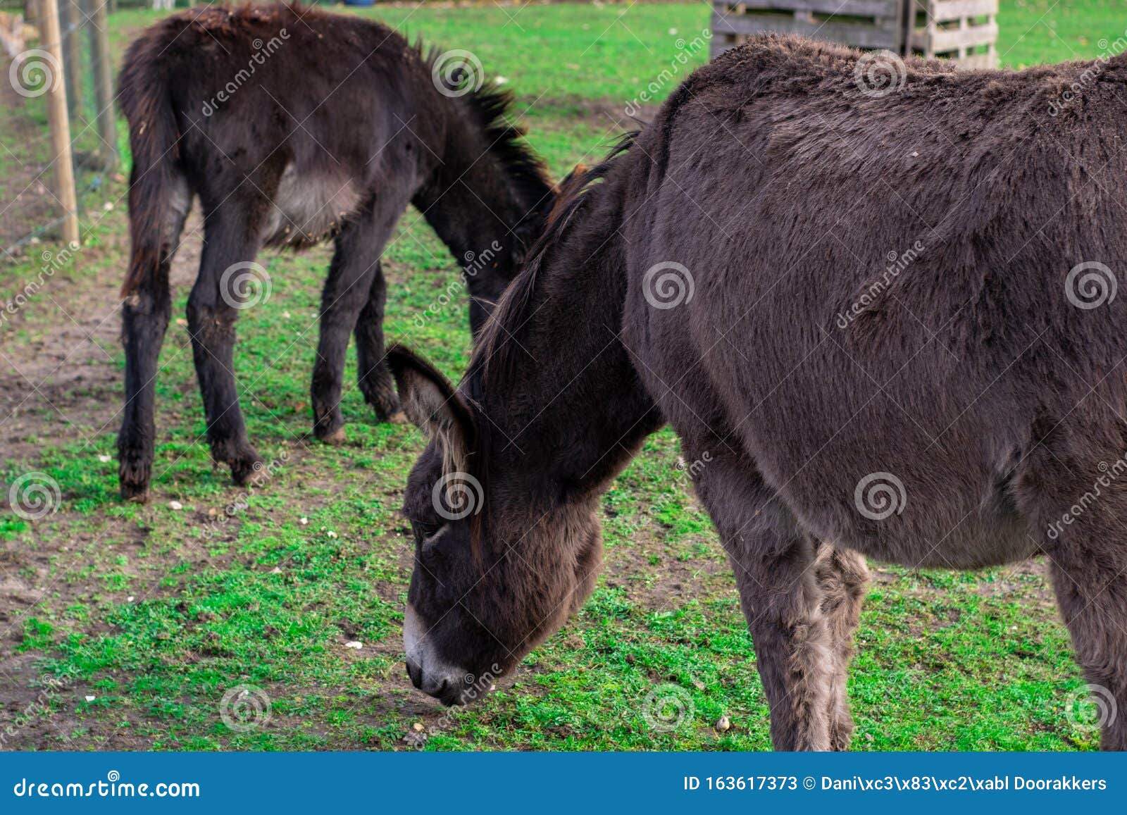 Donkeys Eating Grass in Petting Zoo Stock Image Image of funny, farm