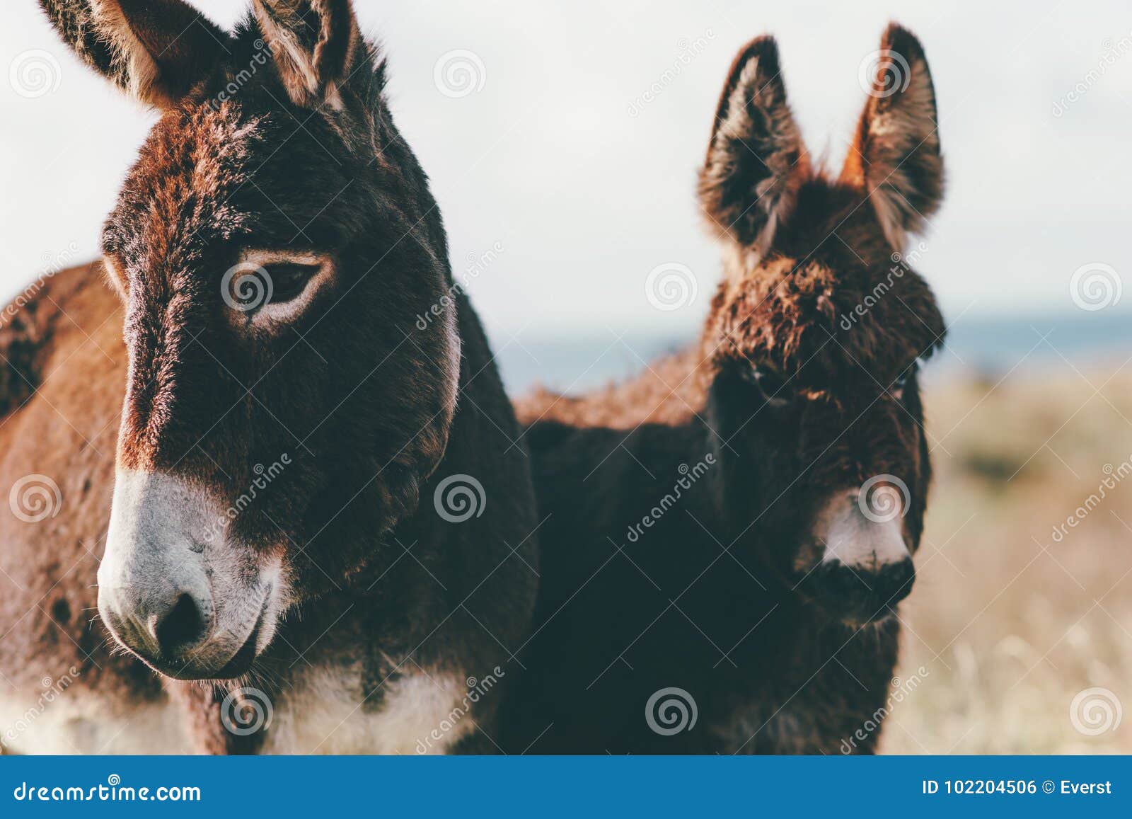 donkeys farm animal brown colour close up cute funny pets