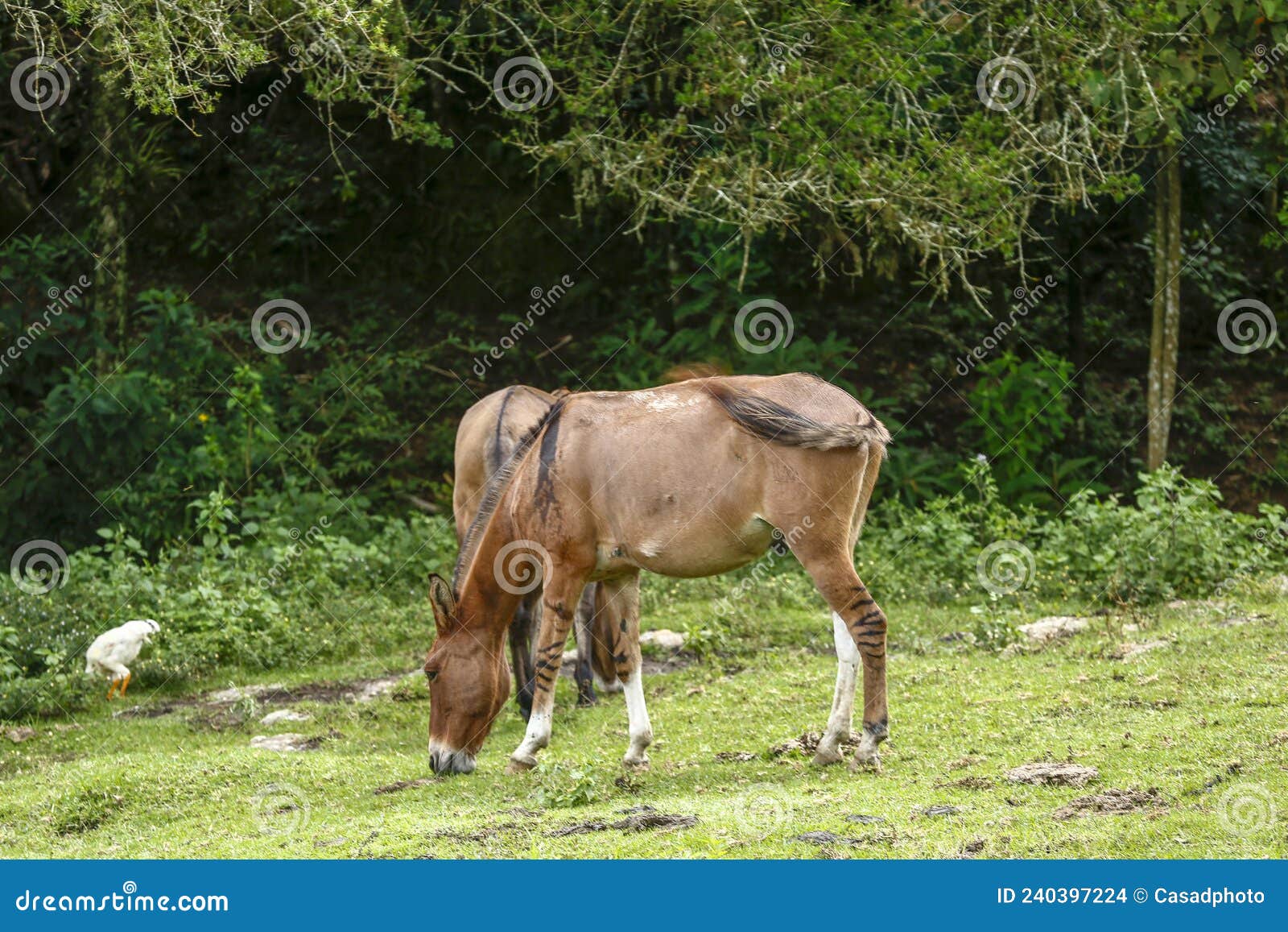 donkeys grazing on green grass