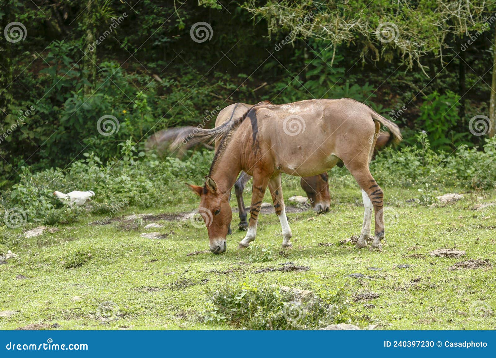 donkeys grazing on green grass