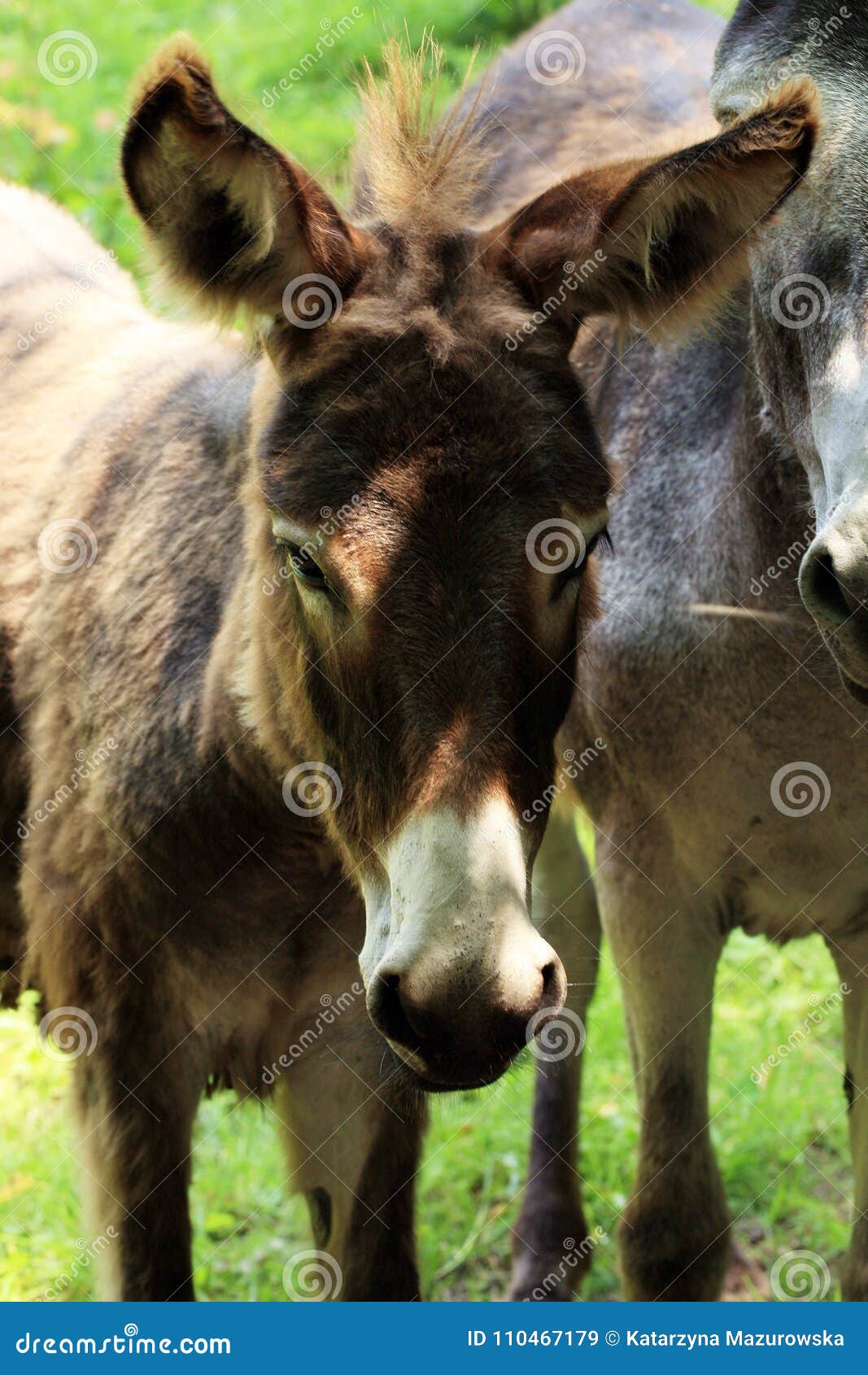 Donkeys stock image. Image of domestic, europe, farm - 110467179