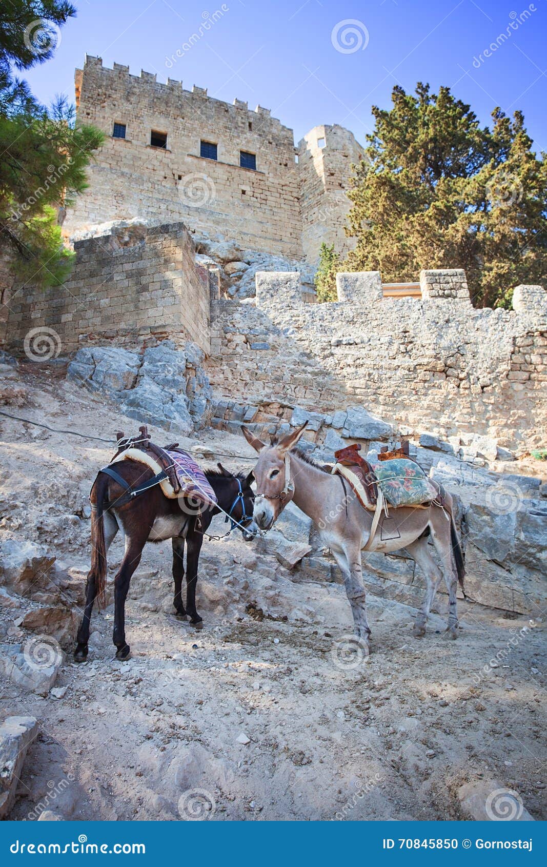donkeys in lindos on the rhodos island, greece.