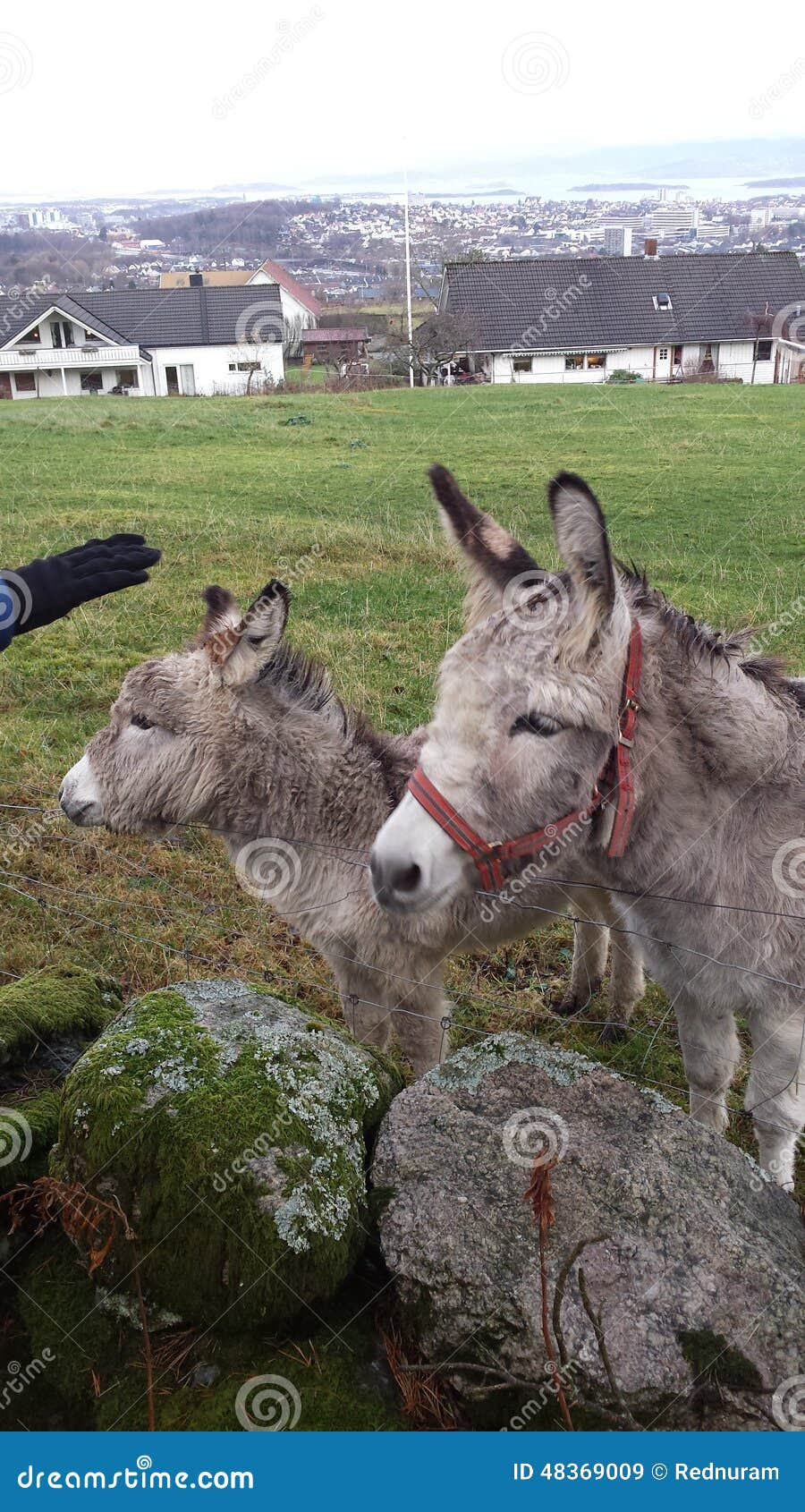 Donkeys Looking for Attention. Very Small Animals Stock Image - Image of  animals, donkeys: 48369009