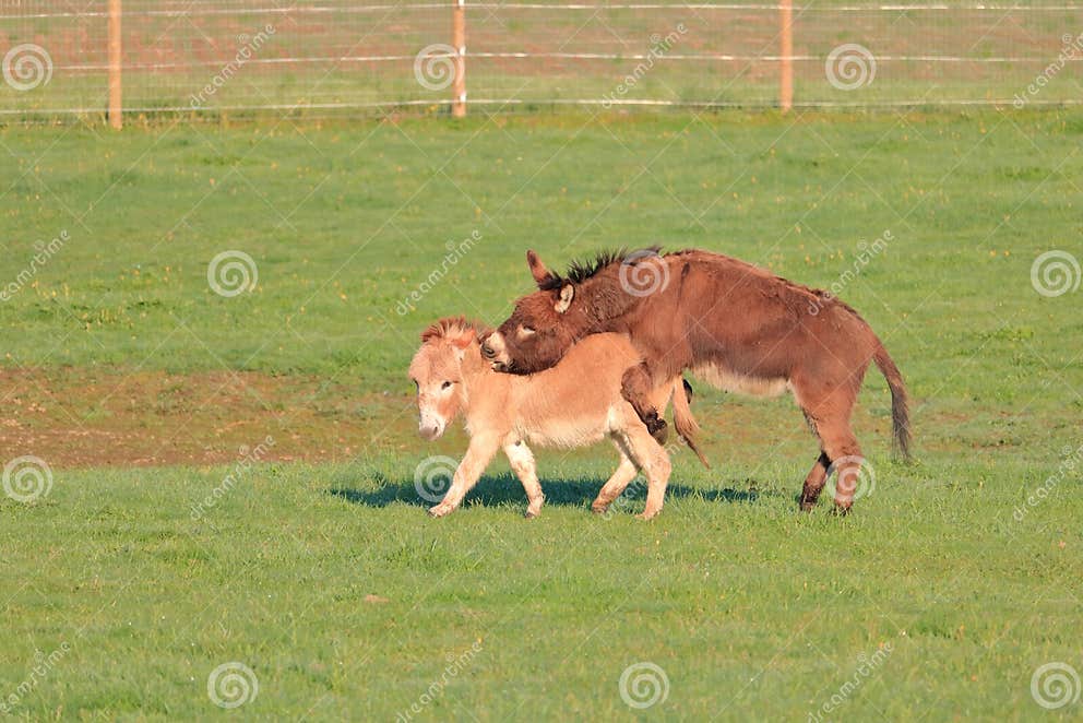 Donkeys and Mating Season stock image. Image of mounting 146010881
