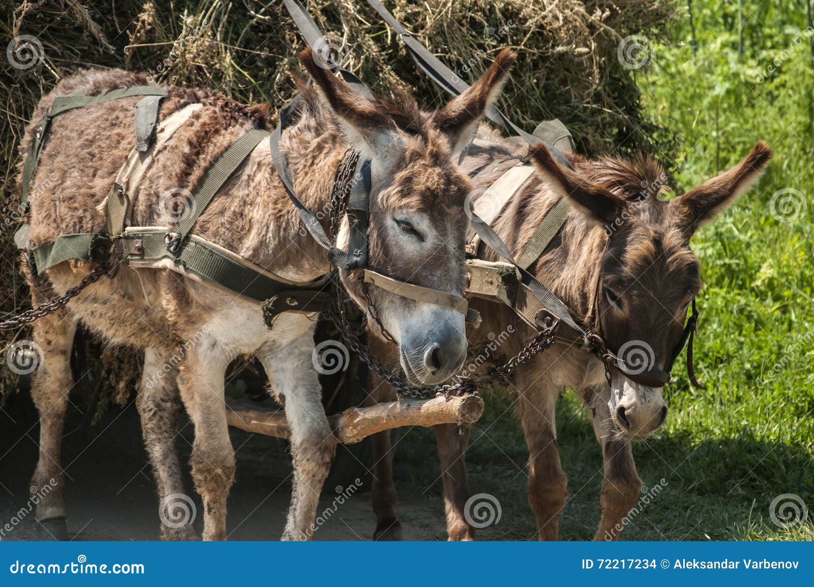 Donkeys pulling cart stock photo. Image of farmer, retro 72217234
