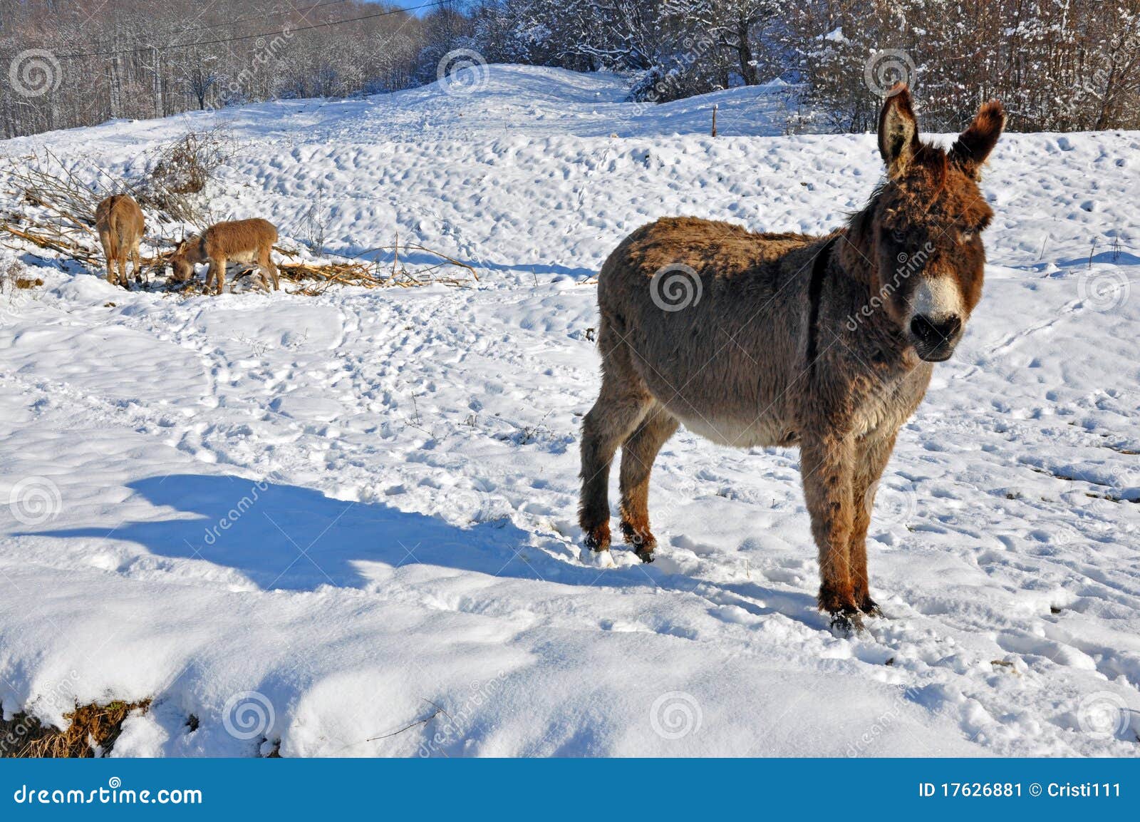 donkeys on snowy field
