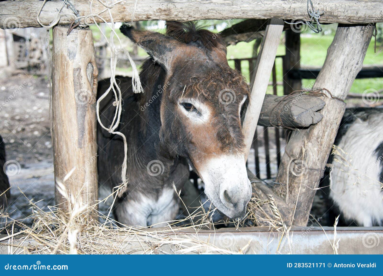 Donkeys in the stall. stock image. Image of haired, fence 283521171