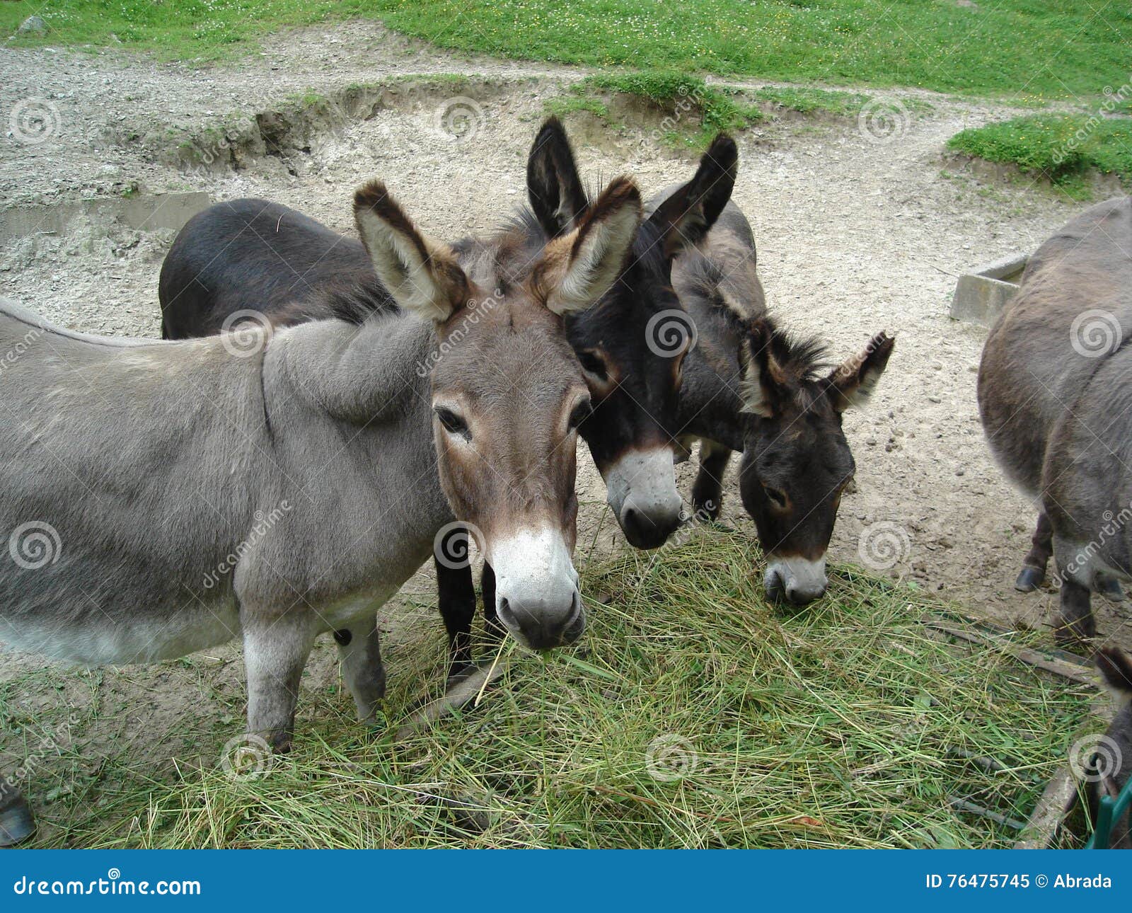 Donkeys stock image. Image of nature, eating, hoofed 76475745