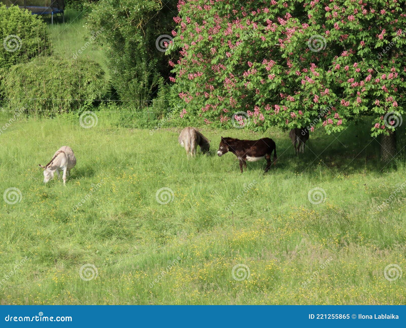 Donkeys Under Chestnut Tree Stock Image Image of animal, eating 221255865