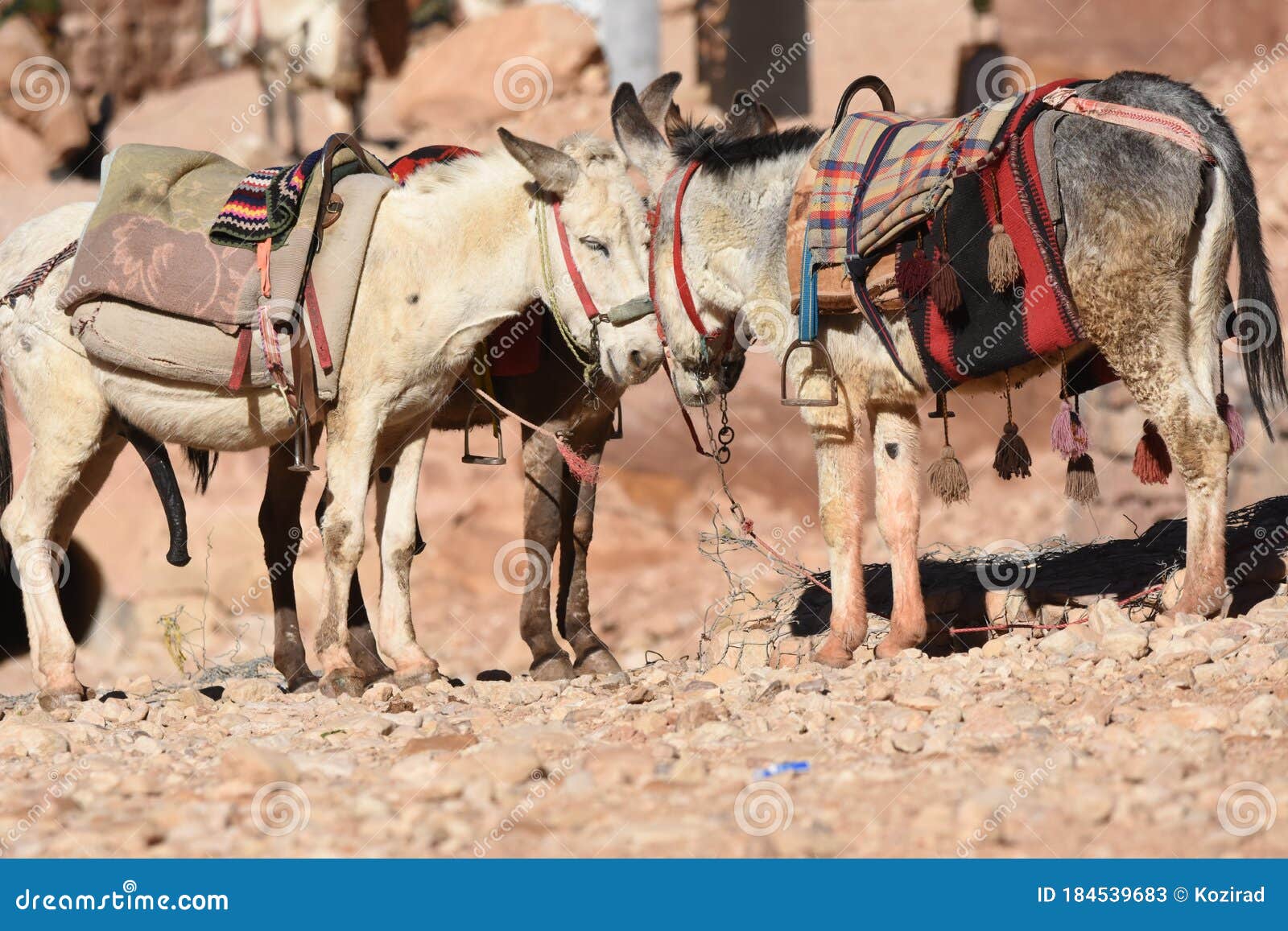Donkeys Working As Transport and Pack Animals in Petra, Jordan. Persistent Animals  Used To Transport Tourists Around the Ancient Stock Image - Image of funny,  hair: 184539683