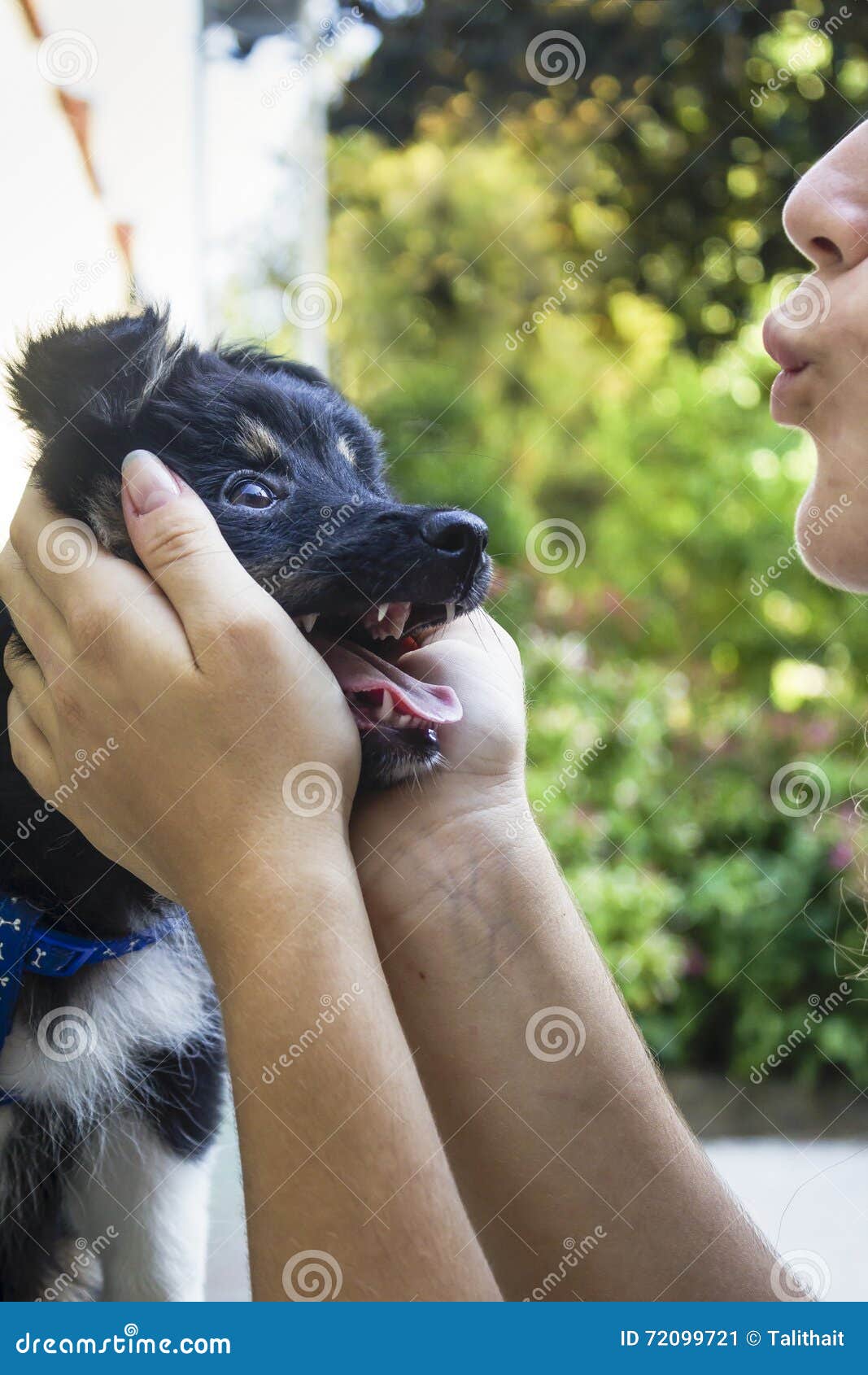 Donna Che Fa Sesso Con Cane Donna che tiene un cane immagine stock. Immagine di esterno - 72099721