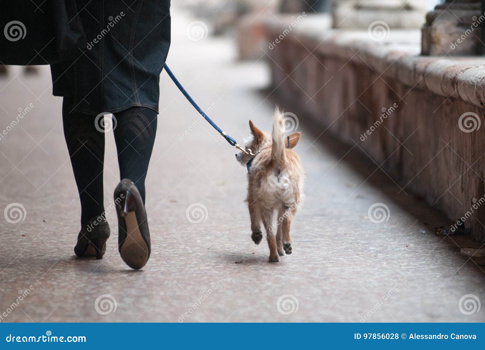 Libro CANE E GUINZAGLIO: Un Nuovo Viaggio Insieme - Foto 3